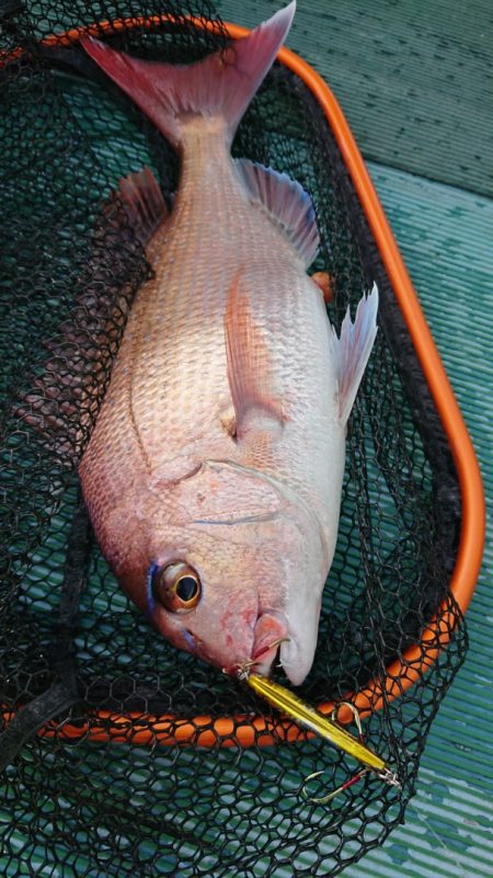 鷹王丸 釣果