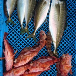 小島丸 釣果