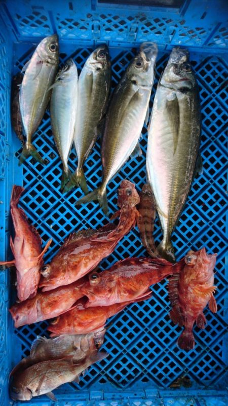 小島丸 釣果