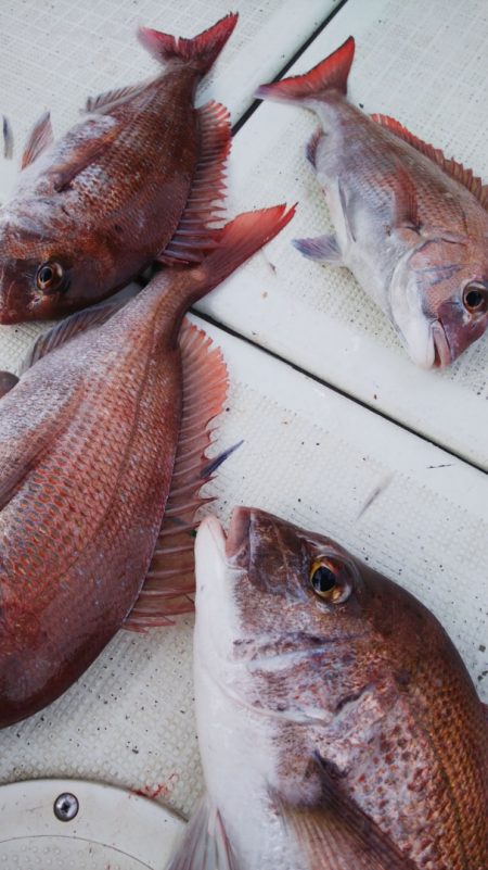 タイラバ遊漁船 ワンピース 釣果