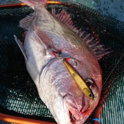 鷹王丸 釣果