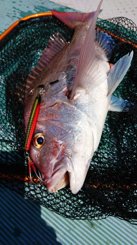 鷹王丸 釣果