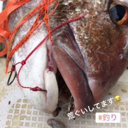 龍神丸（鹿児島） 釣果