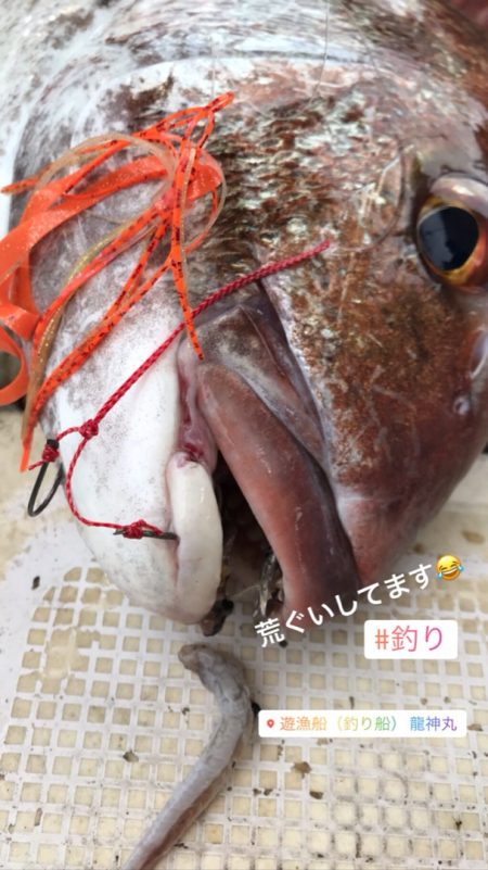 龍神丸（鹿児島） 釣果