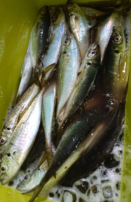 シースナイパー海龍 釣果