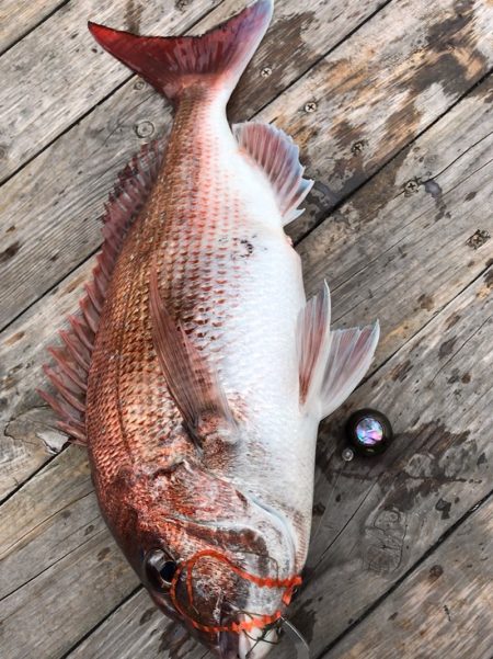 大雄丸 釣果