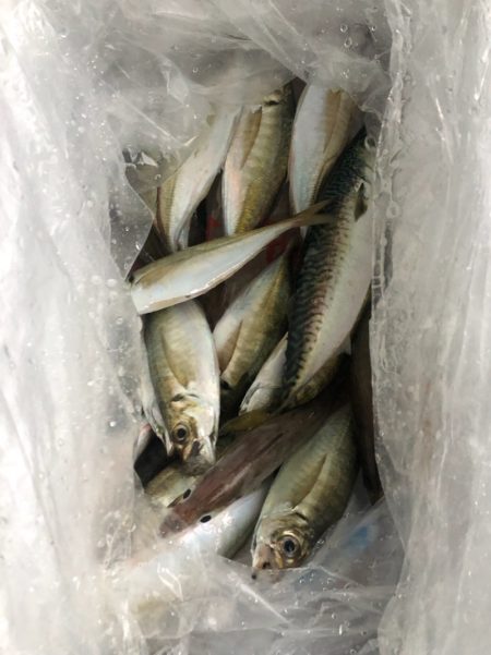 ヤザワ渡船 釣果