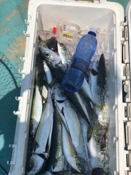 丸万釣船 釣果