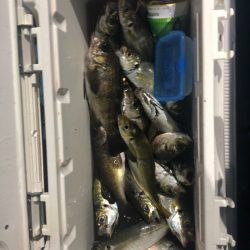 ヤザワ渡船 釣果