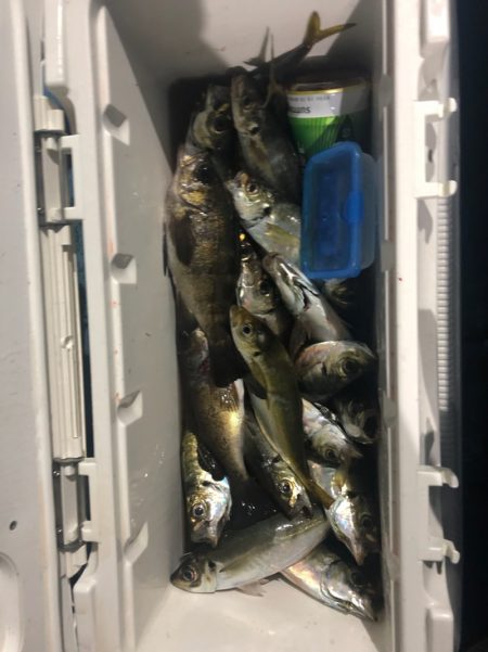 ヤザワ渡船 釣果