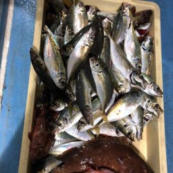 ヤザワ渡船 釣果