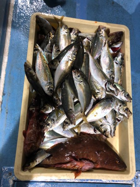 ヤザワ渡船 釣果