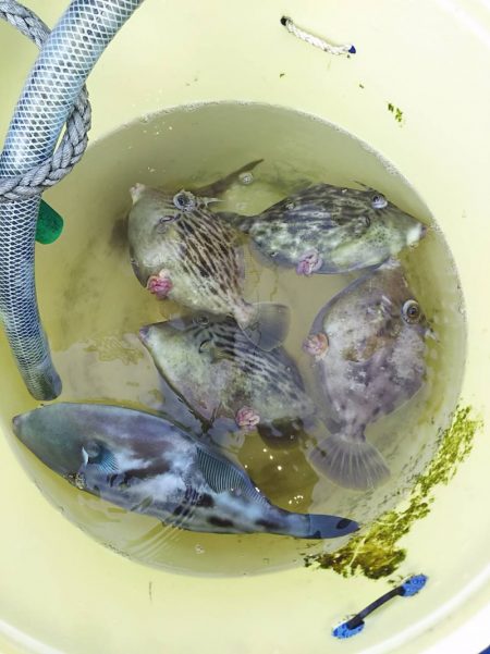 清和丸 釣果