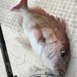 「LaGooN」蒼陽丸 日和号　 釣果