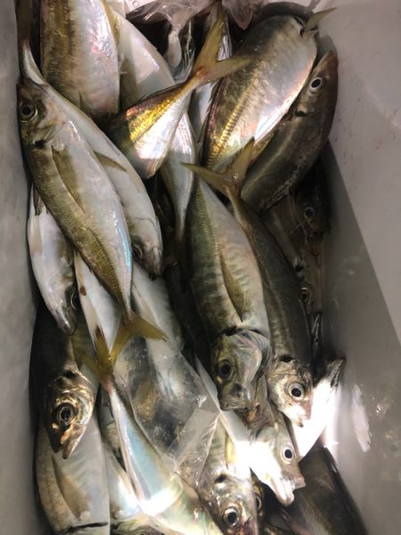 ヤザワ渡船 釣果