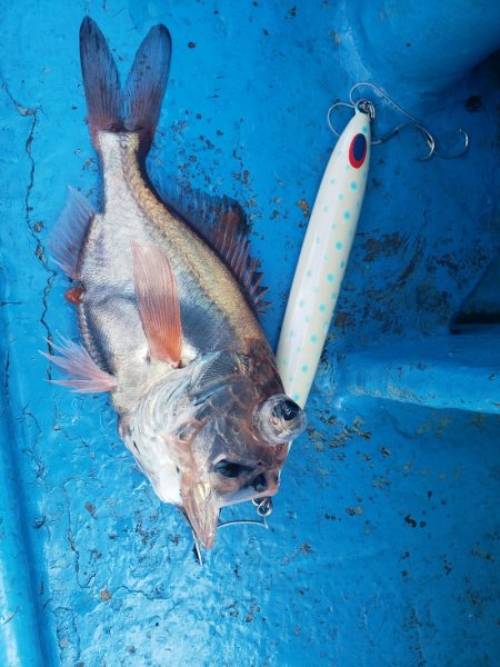 丸万釣船 釣果