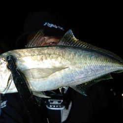 シースナイパー海龍 釣果