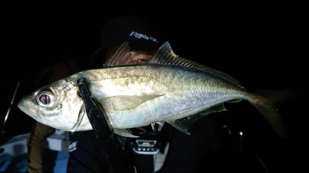 シースナイパー海龍 釣果