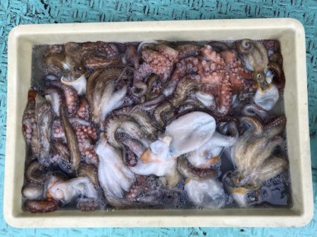 ヤザワ渡船 釣果