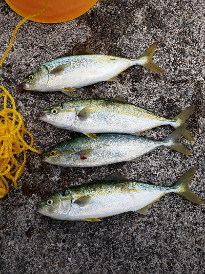 モジャコ 兵庫県 瀬戸内海側 神戸港4 5 6 8防 ショアジギング ツバス ワカシ 陸っぱり 釣り 魚釣り 釣果情報サイト カンパリ