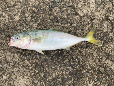 もっと釣れる思ったぁ！！