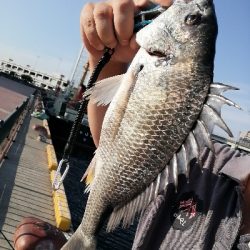 いつものヘチ釣り