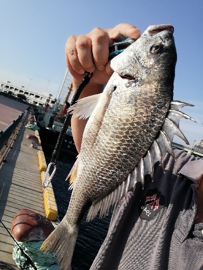 いつものヘチ釣り