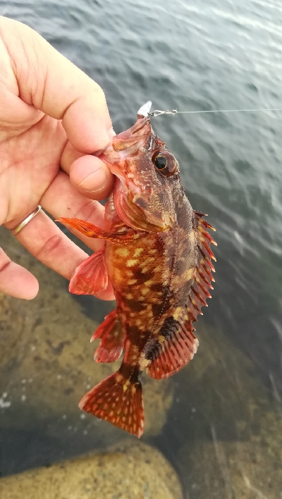 朝マズメ釣行