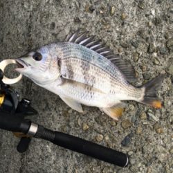 厳戒態勢中の釣り