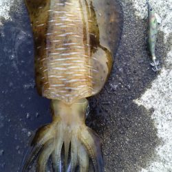 雨天前の釣行