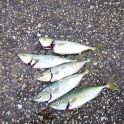 久しぶりの釣果はブリの・・・