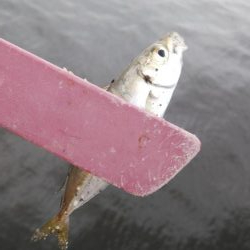 雨の合間にサクッと釣行