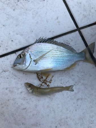 白浜周辺 キス 陸っぱり 釣り 魚釣り 釣果情報サイト カンパリ