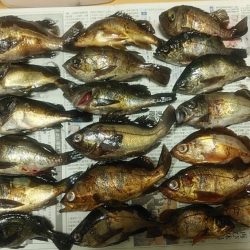 メバルは釣れるけどアオリは…