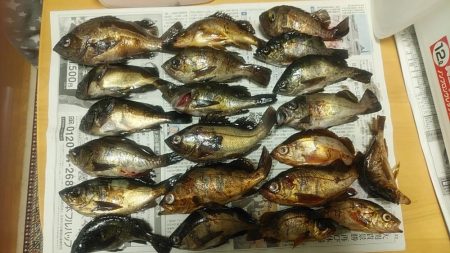 メバルは釣れるけどアオリは…