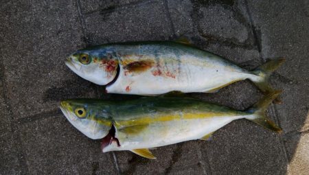 激混み、激シブ釣行