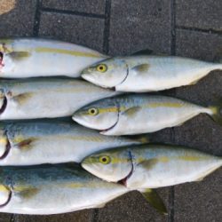 厳戒態勢の中でツバス釣り