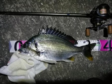 南港カモメ大橋ヘチ釣行 （26日南港ヘチ～ キビレチヌ34cm、ハゼ 釣果有り）