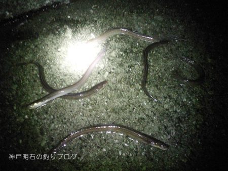 グレ狙い＆アナゴ釣り