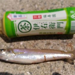 購入後１週間たったゴカイでキス釣り