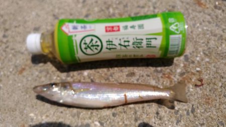 購入後１週間たったゴカイでキス釣り