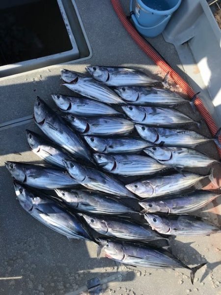 へいみつ丸 釣果