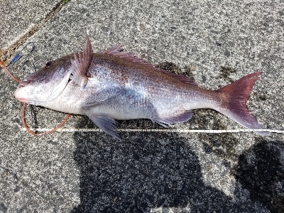 紀州釣り