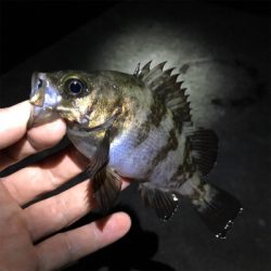 梅雨メバル 開幕！