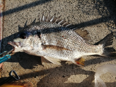 いつものヘチ釣り