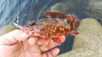 朝マズメ釣行