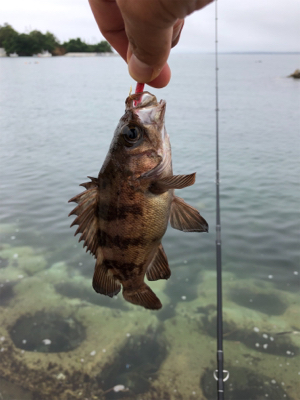 気仙沼大島にて