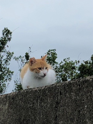 雨上がりの短時間釣行