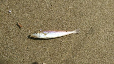 キス釣り釣行　由良川河口（左岸）