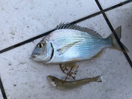 キスの外道にﾍﾀﾞｲ 和歌山県 白浜周辺 投げ釣り キス 陸っぱり 釣り 魚釣り 釣果情報サイト カンパリ